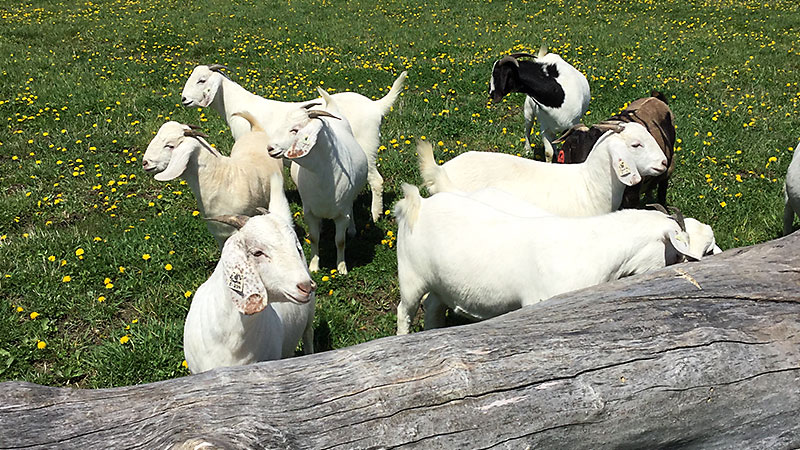 Home - Savanna Goat Sales | Country Livestock Savanna Goats