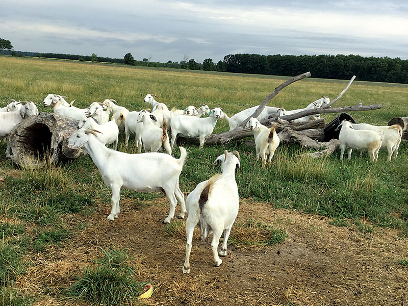 Gallery - Savanna Goat Sales | Country Livestock Savanna Goats